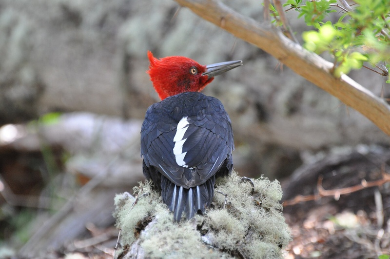 Birding Chile Adventure - 11 days, private