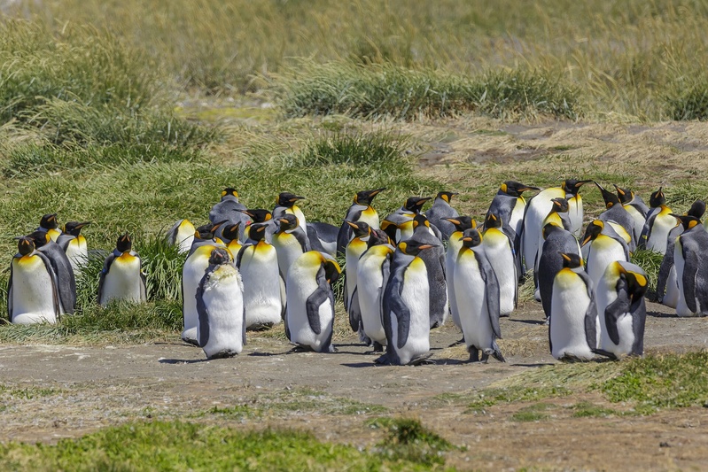Birding South Patagonia & Tierra del Fuego - 6 days