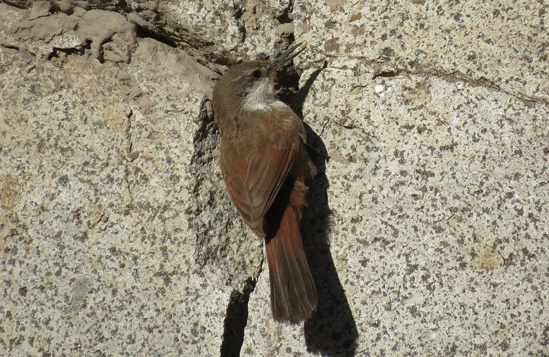 Birds of Central Chile - 5 days