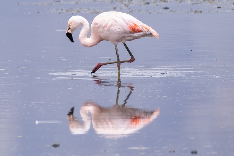 Chile Birding: From Desert to Ice - 20 days
