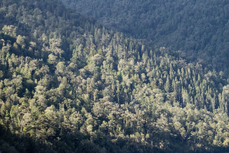 Endemics of the Rainforest - day trip
