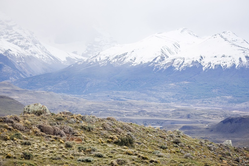 Pumas & Wildlife at the End of the World - 5 days